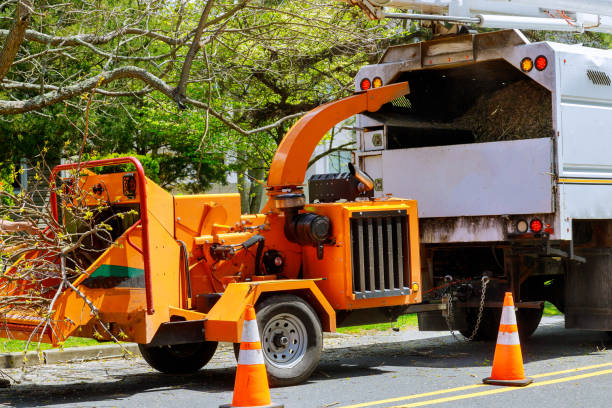 How Our Tree Care Process Works  in Sacramento, CA